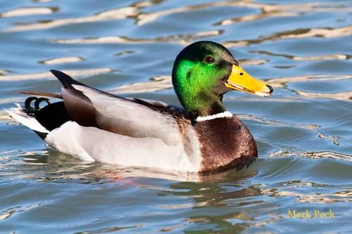 Mallard — photo 1