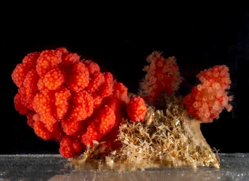 Sea Strawberry — photo 1