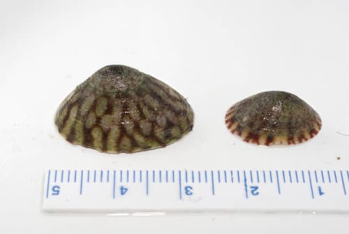 Tortoiseshell Limpet — photo 1