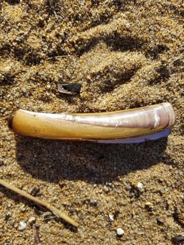 Atlantic Jackknife — photo 1