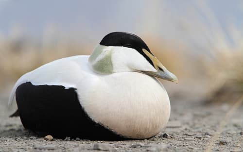 Common Eider — photo 1