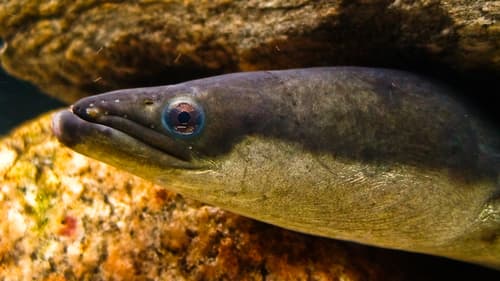 American Eel — photo 1