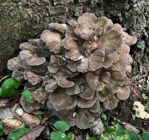 hen of the woods — photo 1