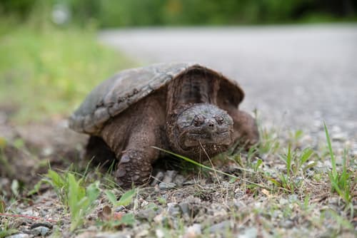 Common Snapping Turtle — photo 1