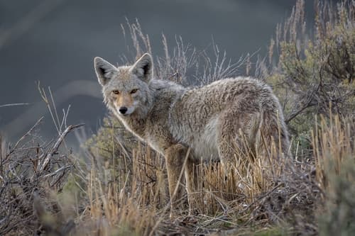 Coyote — photo 1