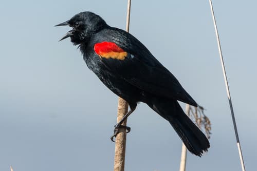 Red-winged Blackbird — photo 1