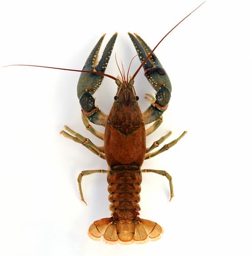 Virile Crayfish — photo 1