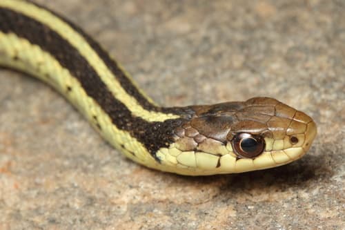 Common Garter Snake — photo 1