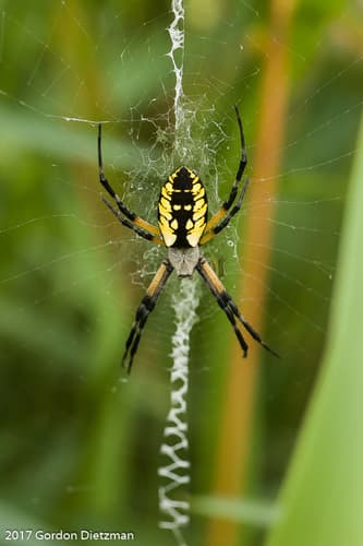 Yellow Garden Spider — photo 1