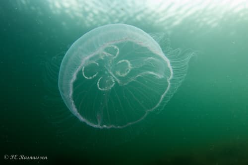 Common Moon Jelly — photo 1
