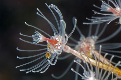 tubular hydroid — photo 1