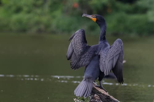 Double-crested Cormorant — photo 1