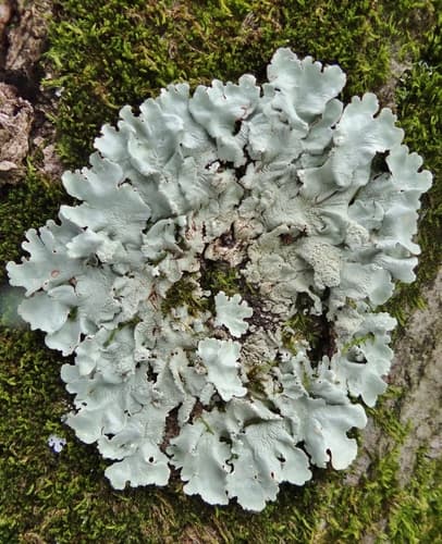 common greenshield lichen — photo 1