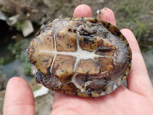 Eastern Musk Turtle — photo 1