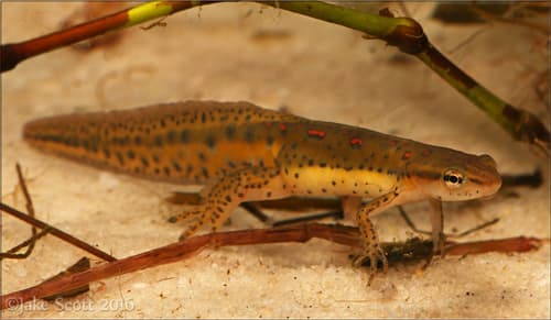 Eastern Newt — photo 1