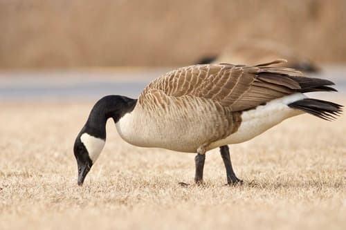 Canada Goose — photo 1