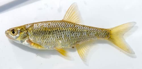 Golden Shiner — photo 1