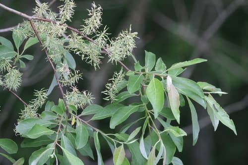 bebb's willow — photo 1