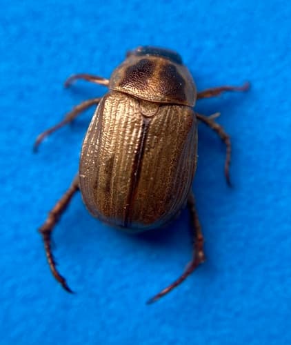 Oriental Beetle — photo 1