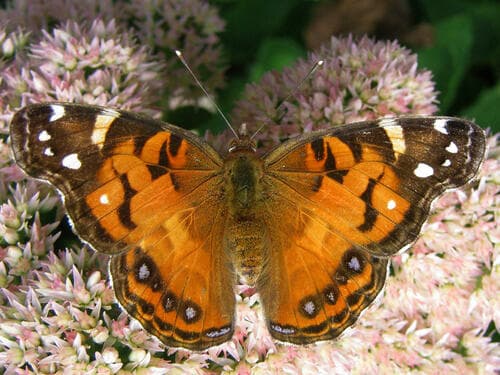 American Lady — photo 1