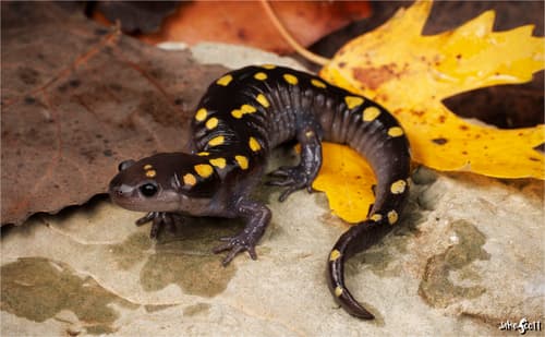 Spotted Salamander — photo 1