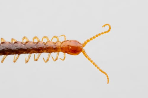 Common Cryptops — photo 1