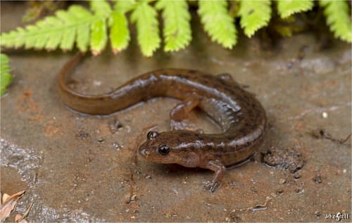 Northern Dusky Salamander — photo 1