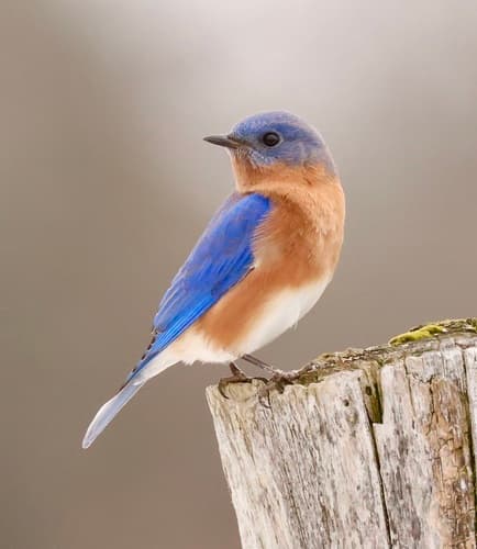 Eastern Bluebird — photo 1