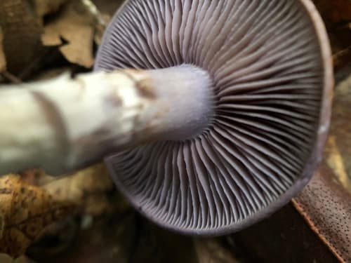 Viscid Violet Cort — photo 1