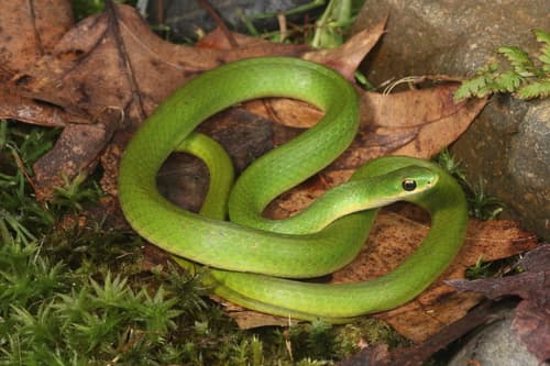 Smooth Greensnake — photo 1