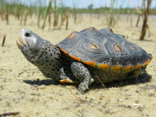 Diamondback Terrapin — photo 1