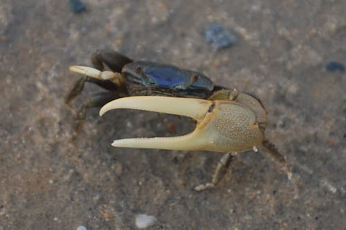 Mud Fiddler Crab — photo 1