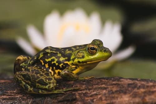 Mink Frog — photo 1