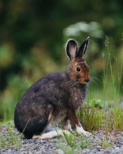 Snowshoe Hare — photo 1