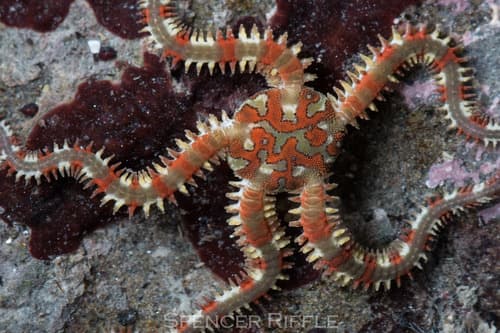 Daisy Brittle Star — photo 1