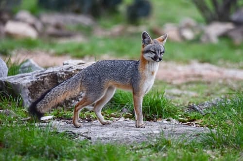 Gray Fox — photo 1