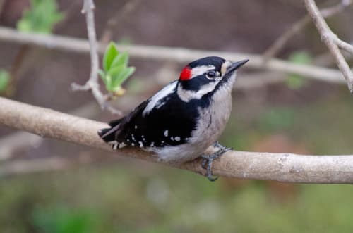 Downy Woodpecker — photo 1
