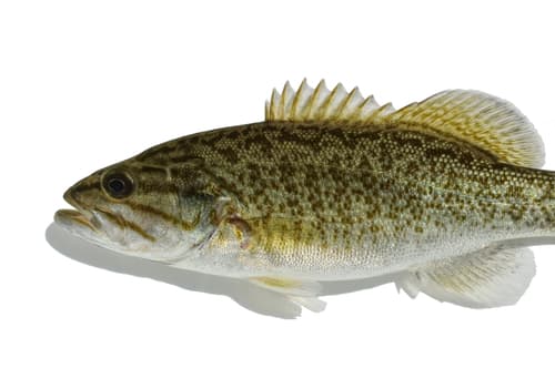 Smallmouth Bass — photo 1