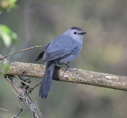 Gray Catbird — photo 1