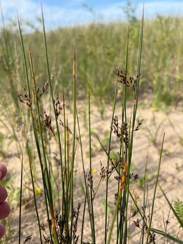 Baltic Rush — photo 1