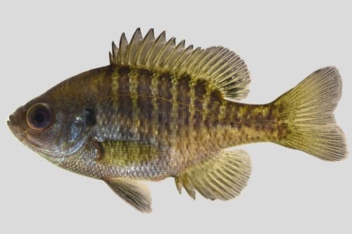 Bluegill — photo 1