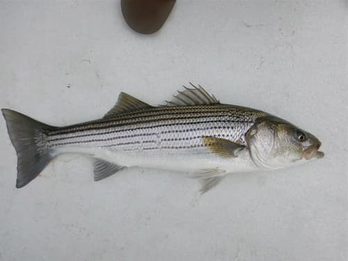 Striped Bass — photo 1