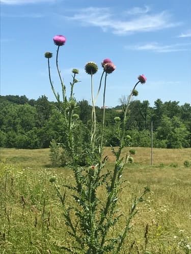 musk thistle — photo 1