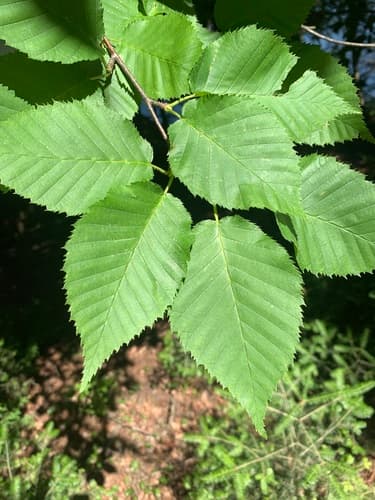 yellow birch — photo 1