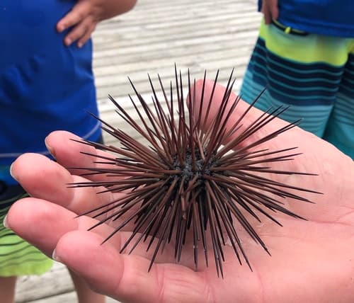 Purple-brown Urchin — photo 1