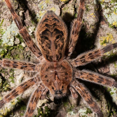 Dark Fishing Spider — photo 1