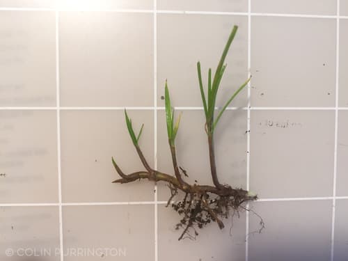 Asiatic Greenhead Sedge — photo 1