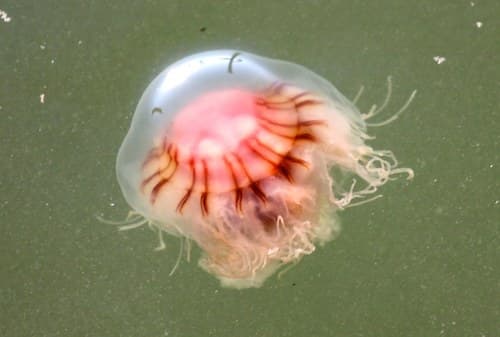 Dwarf Lion's Mane Jelly — photo 1