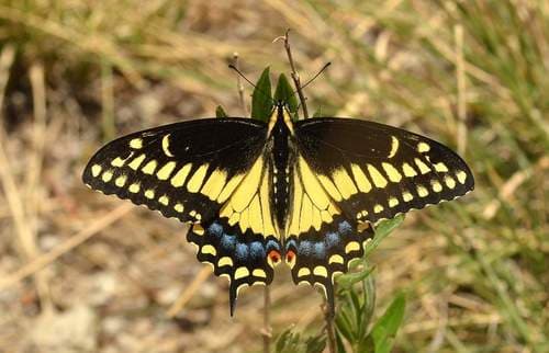 Black Swallowtail — photo 1