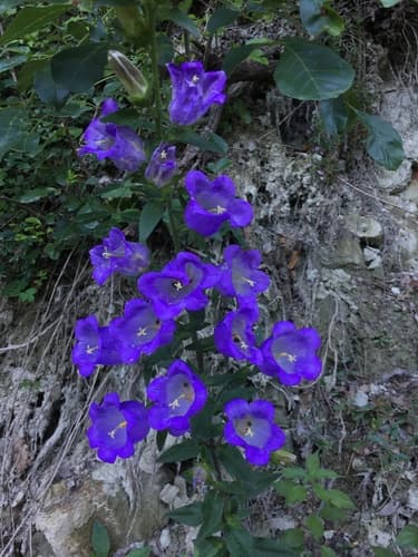 Canterbury-bells — photo 1